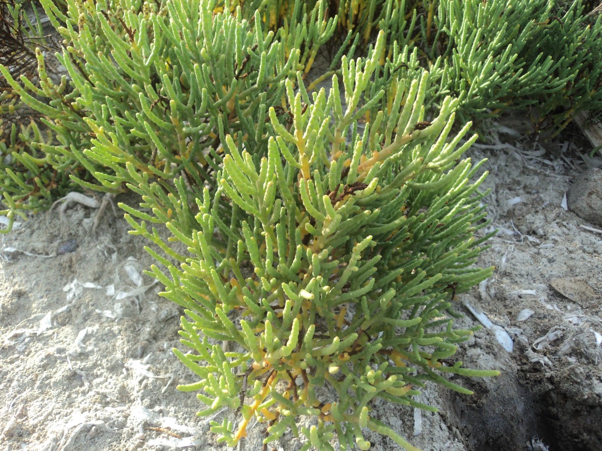 Salicornia